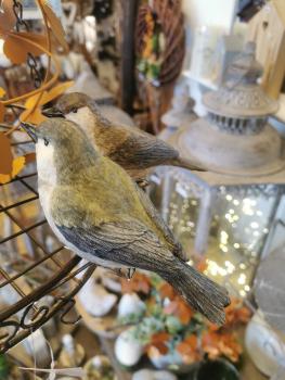 Preview: Vogel Polly